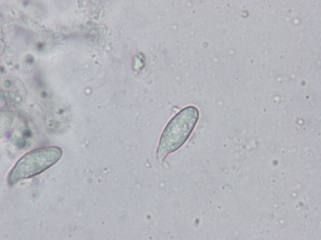 Indagine microscopica